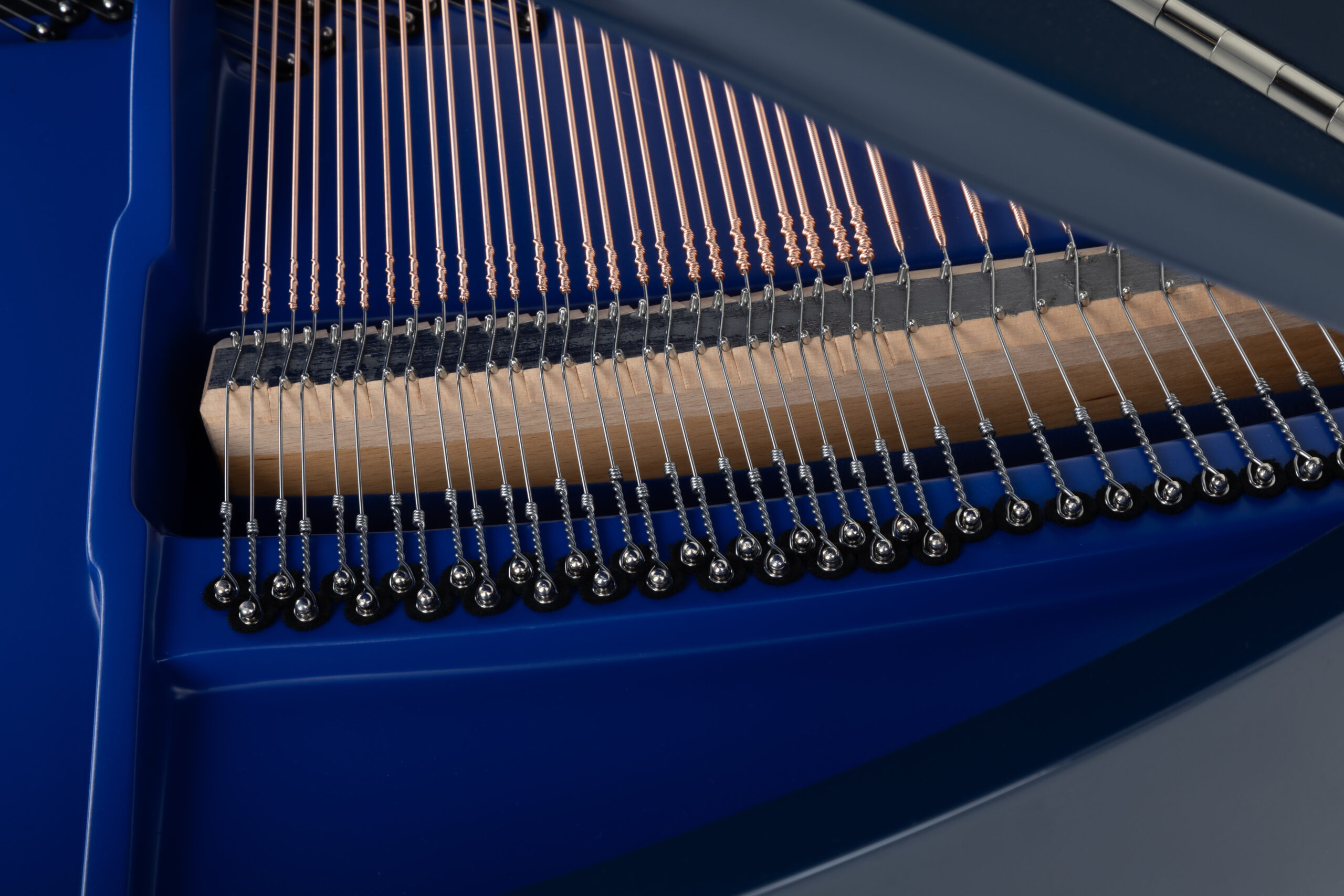 Classic Sygnet With Contrast Blue Colours(5)